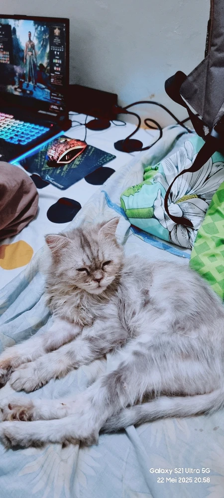 Grizzle hbs dicukur bulunya.. tp tetap cntik ankny mama cloudy.