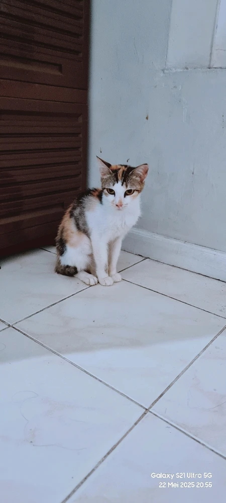 Si cantik calico kucing rescueku. Udh 2 thun bersama kami. Sehat2 ya synk.