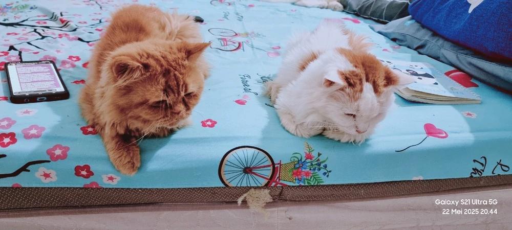 Babang phoenix dan om rayyan