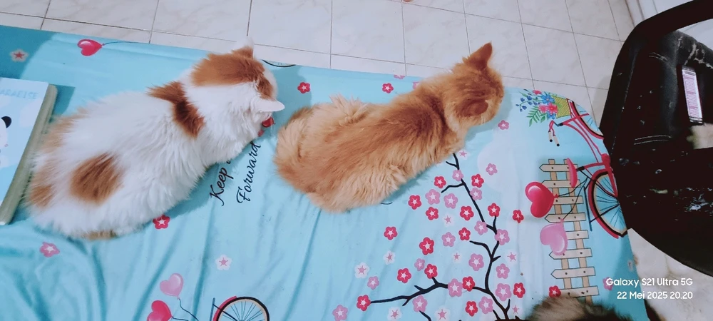 Gambar diunggah oleh Diyan