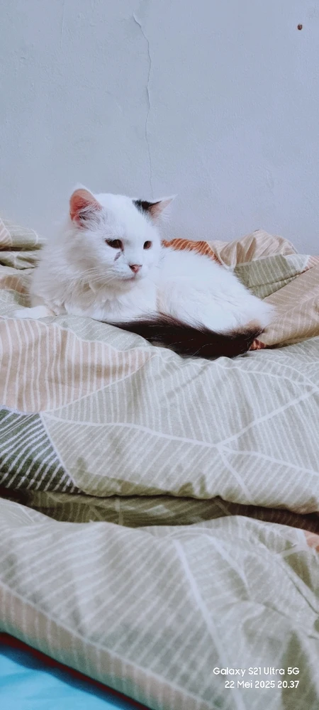 Gambar diunggah oleh Diyan