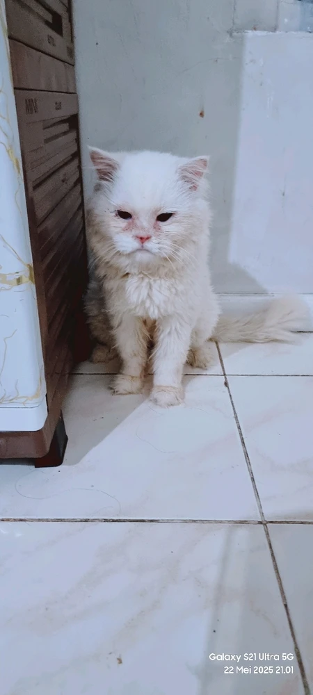 Babang snowy ankny mama cloudy yg pertama
