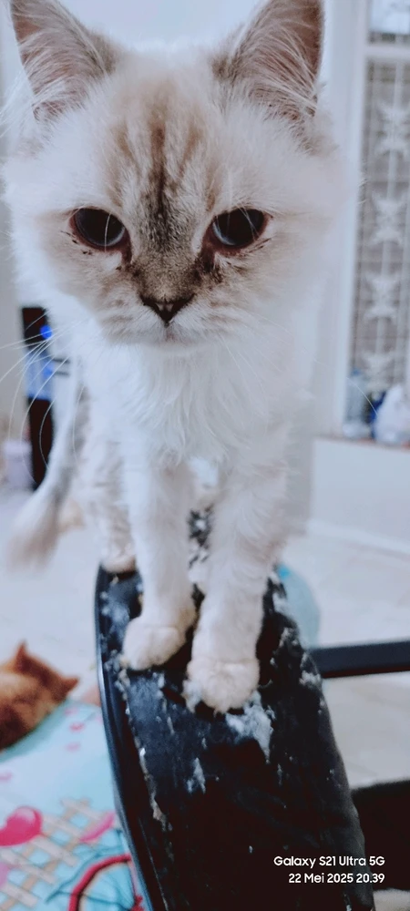 Kk sayna ankny mama may may yg cantik