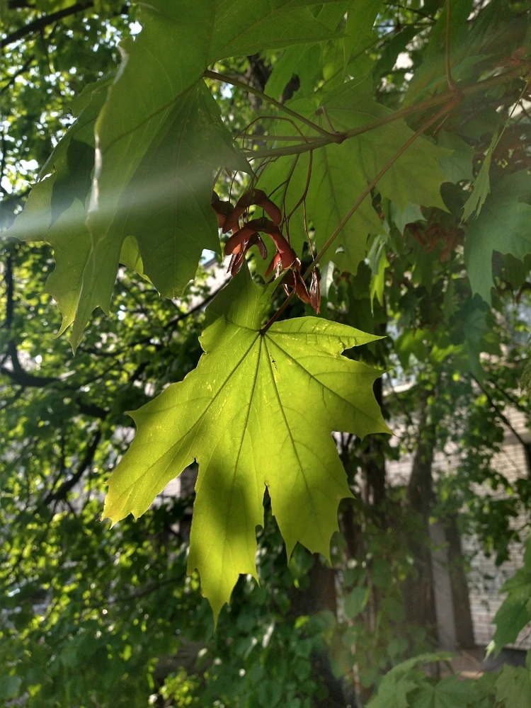 GIF загрузил Ulyana