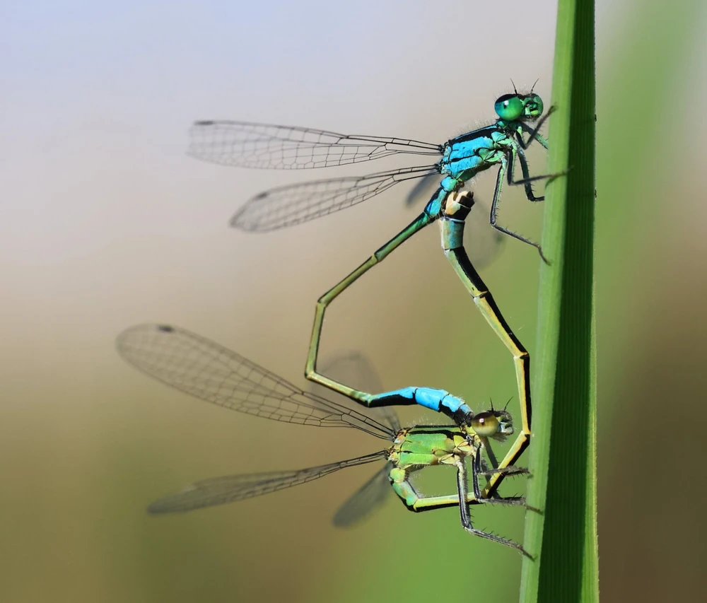 Attila által feltöltött GIF