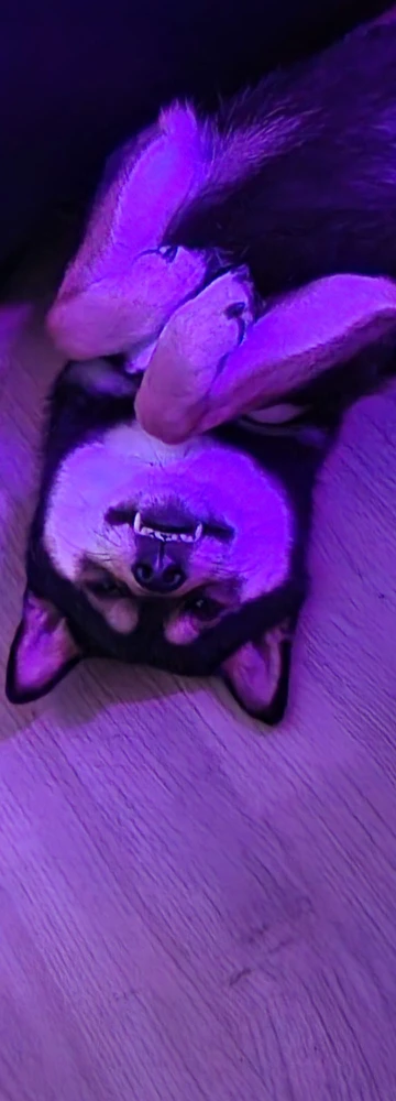 GIF hochgeladen von Tommy