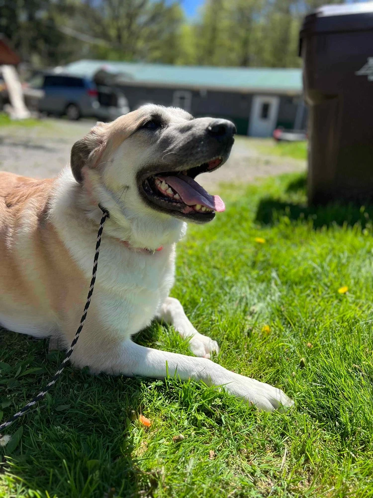 🏰 Introducing: Lady Maia, Maker of Crumbs, Knight of the Cozy Blanket Realm 🐾