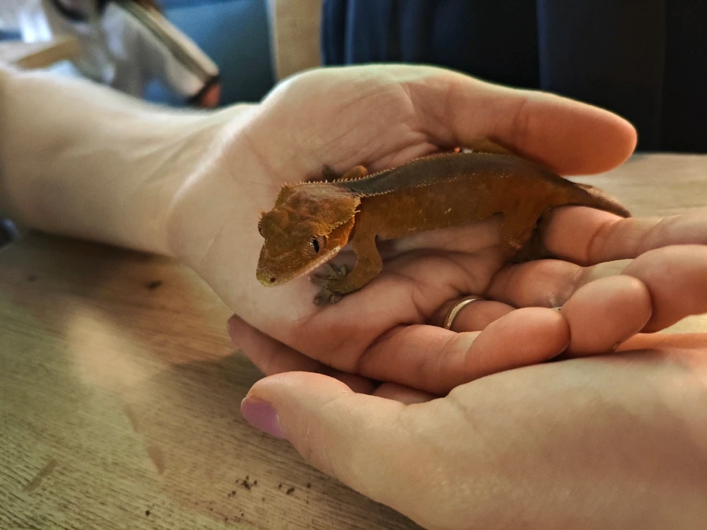 Image uploaded by Cristina