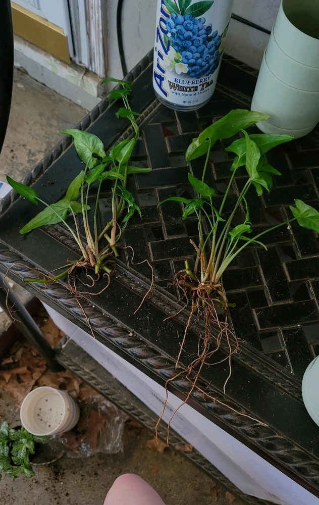 Image uploaded by Oceana