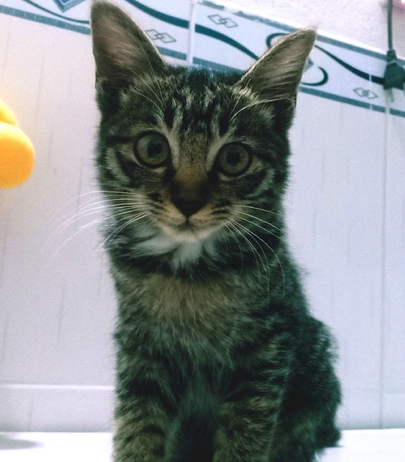 GIF được Shmily tải lên