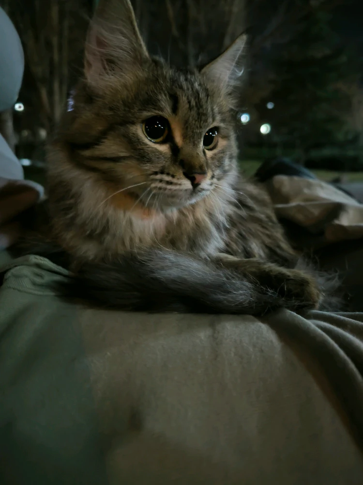 گربه های پارک ایران همین قدر خوشگلن