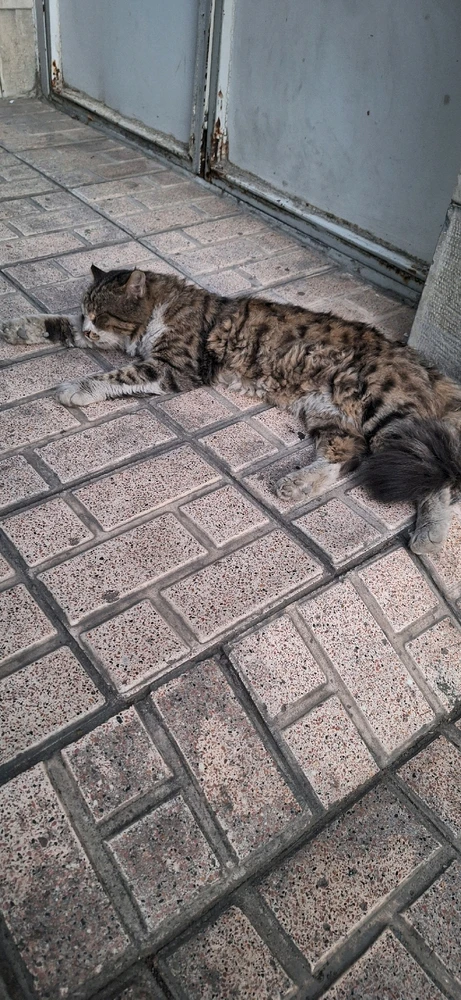 GIF آپلود شده توسط Ali