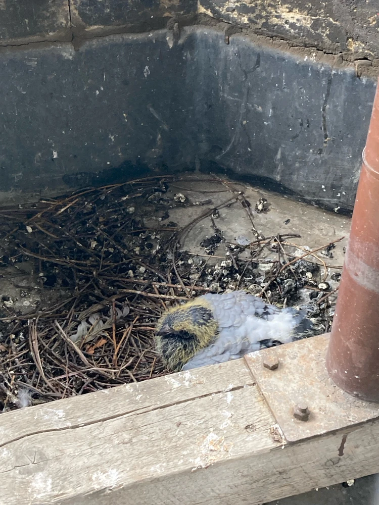 Obrázek nahrál Radek