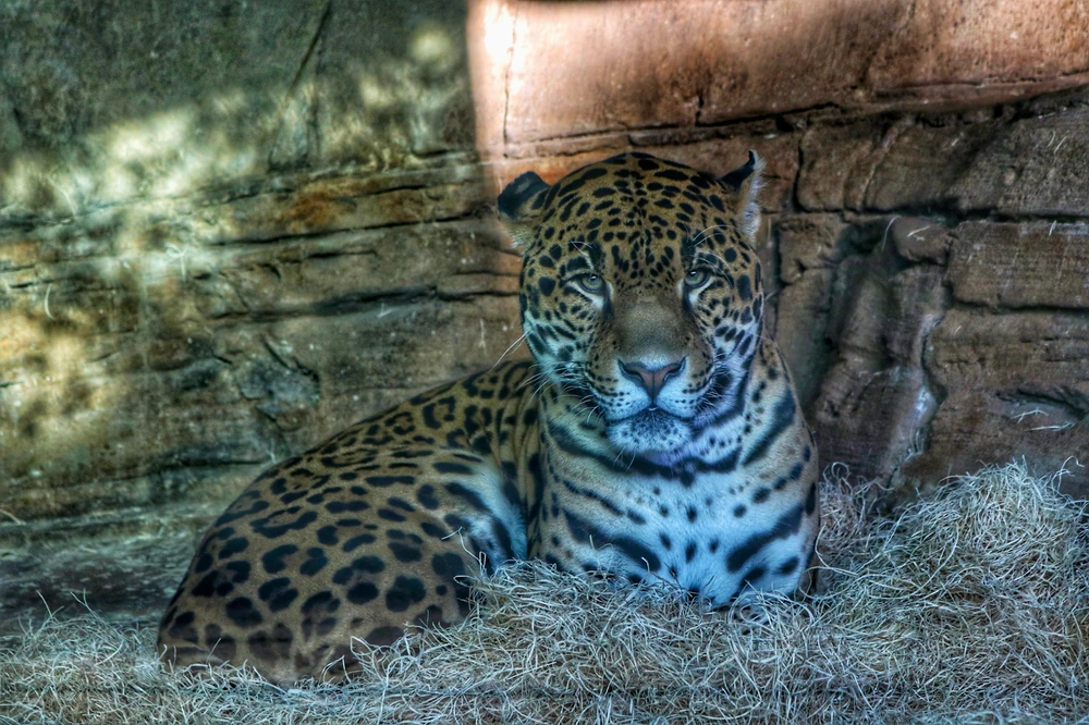 GIF uploaded by Shelby