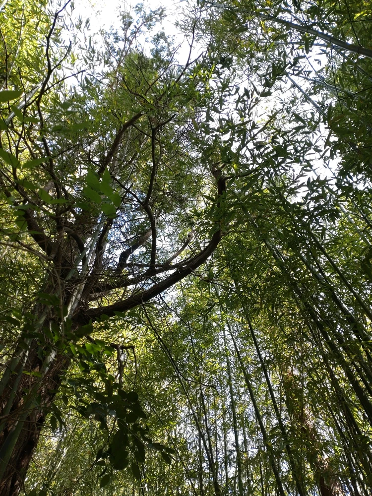 まんじゅがアップロードした画像