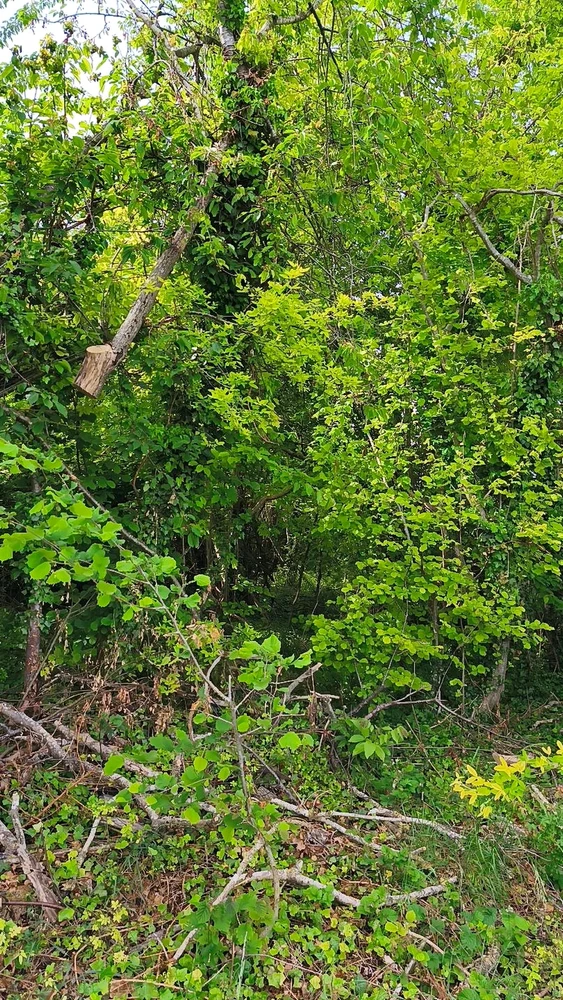 Image ajoutée par Angel