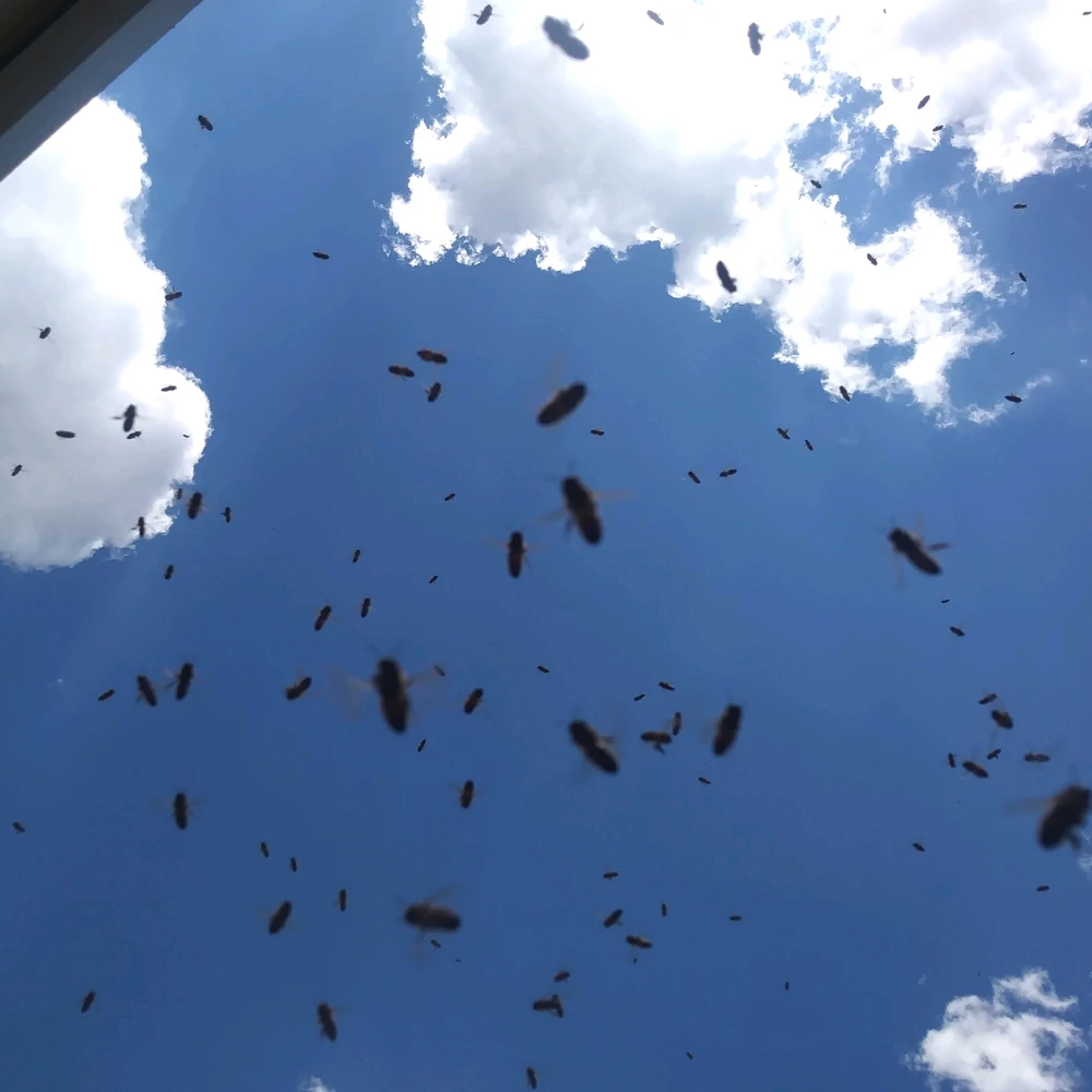 Gambar diunggah dening Chandler