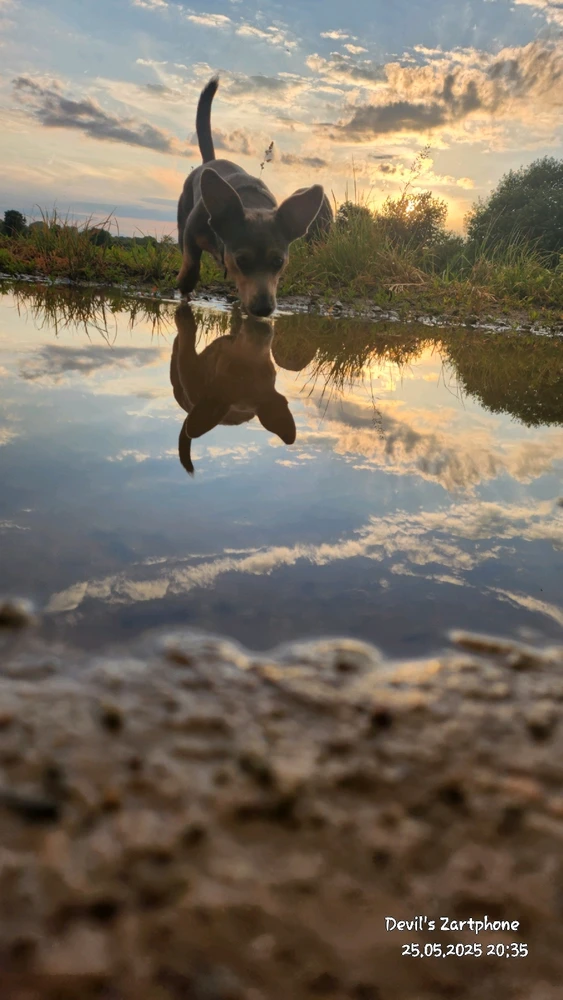 Bild hochgeladen von Devil