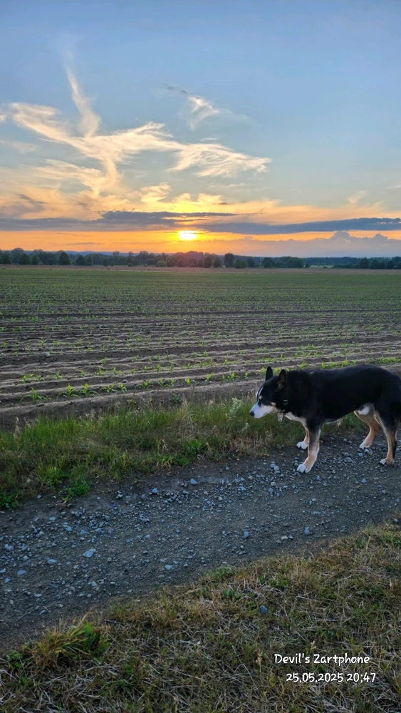 Bild hochgeladen von Devil