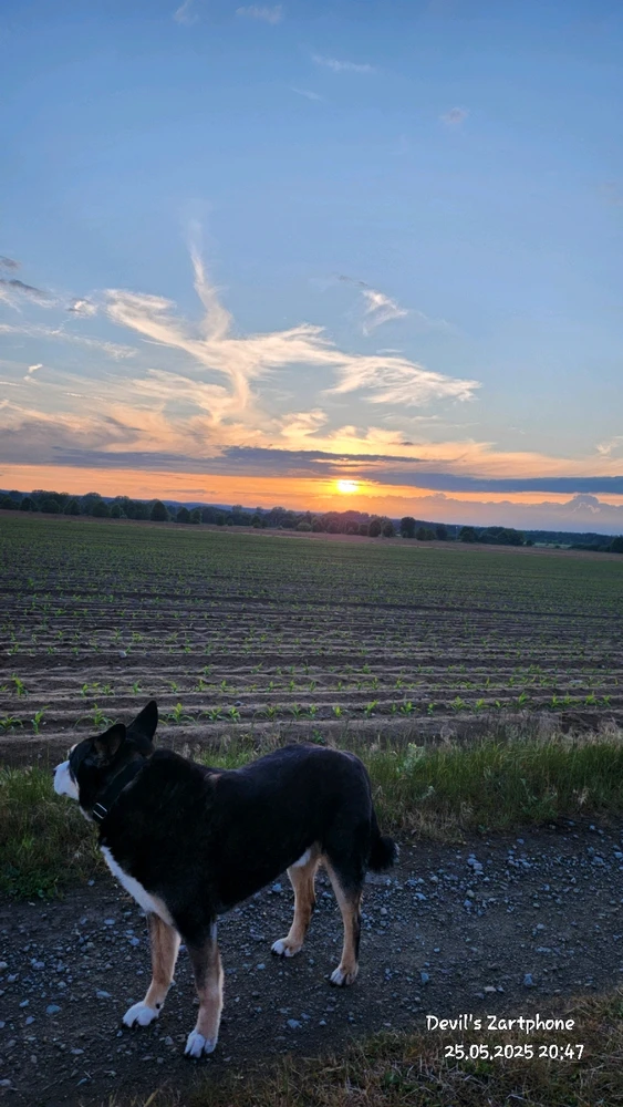 Bild hochgeladen von Devil