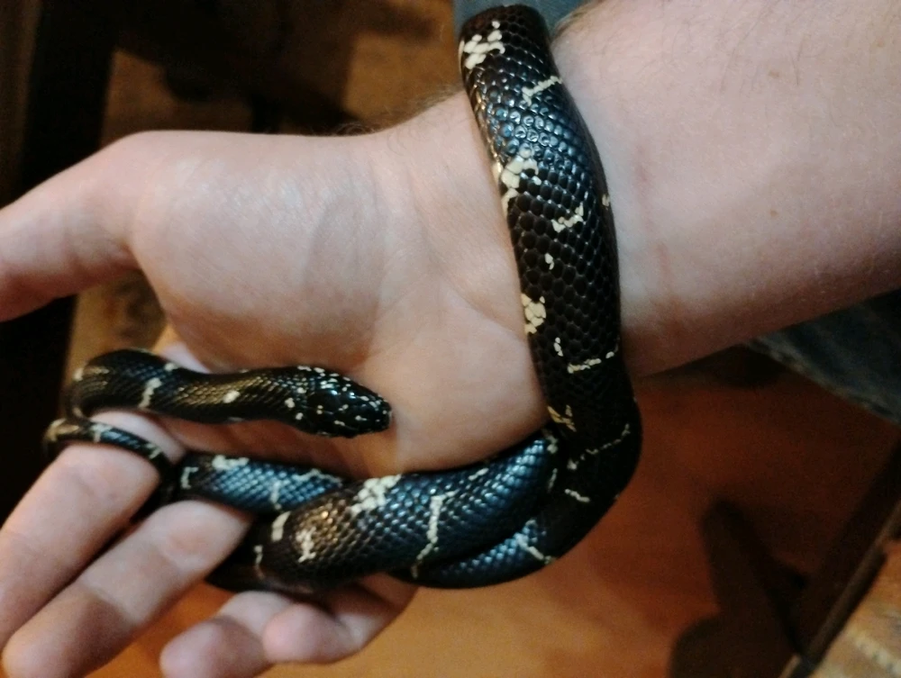 Another one of my aunts animals