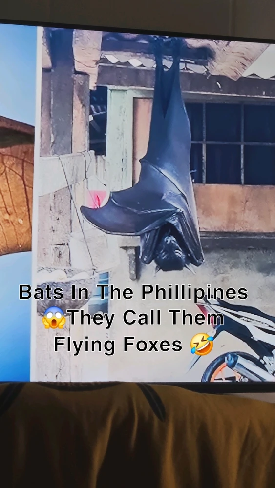 GIF uploaded by KingPapiSoulja