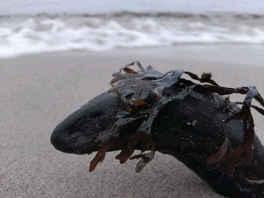 GIF uploaded by Artis