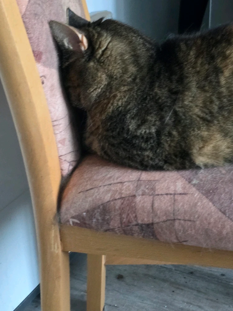 GIF hochgeladen von Luchsia