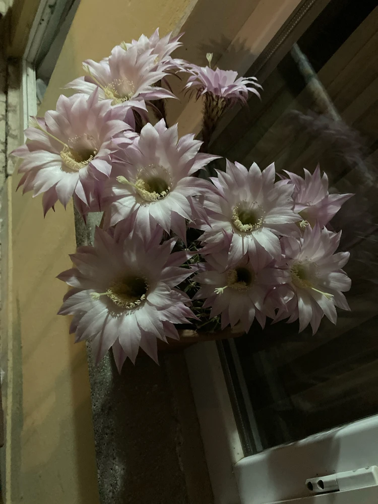 GIF uploaded by Arha