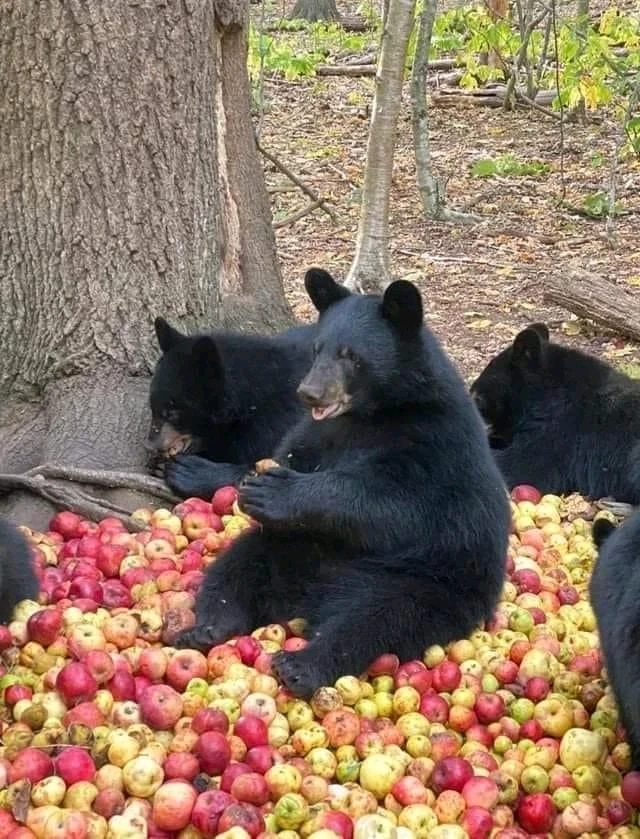 GIF uploaded by 🌳🍎🌲GardenofEden🌲🍎🌳