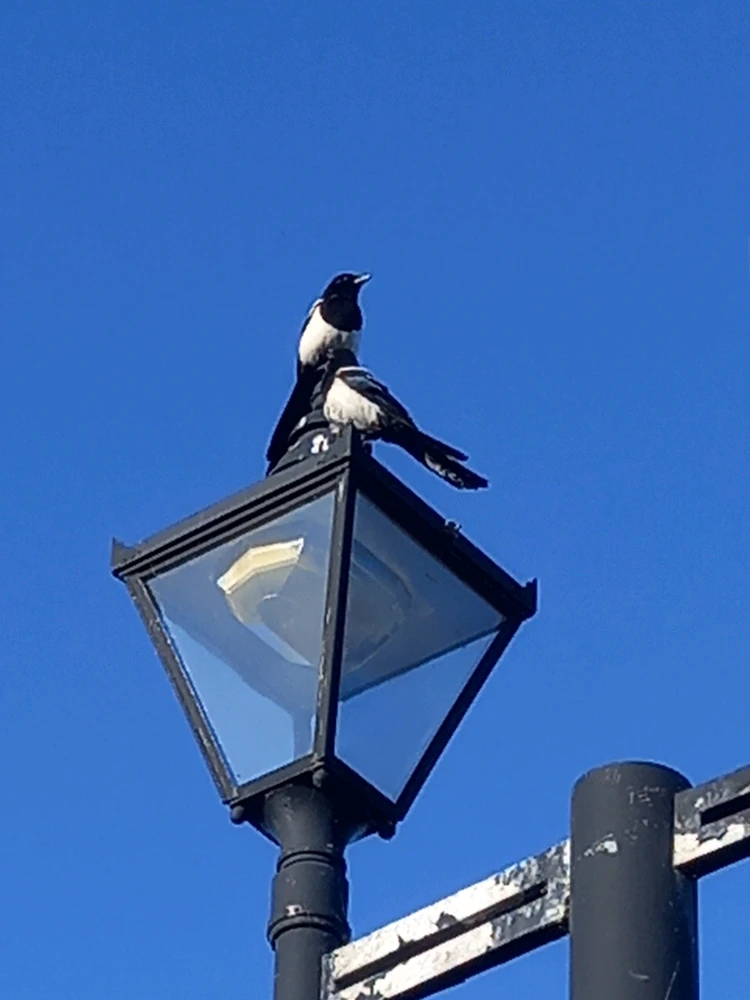 Image uploaded by Benjamin Davies