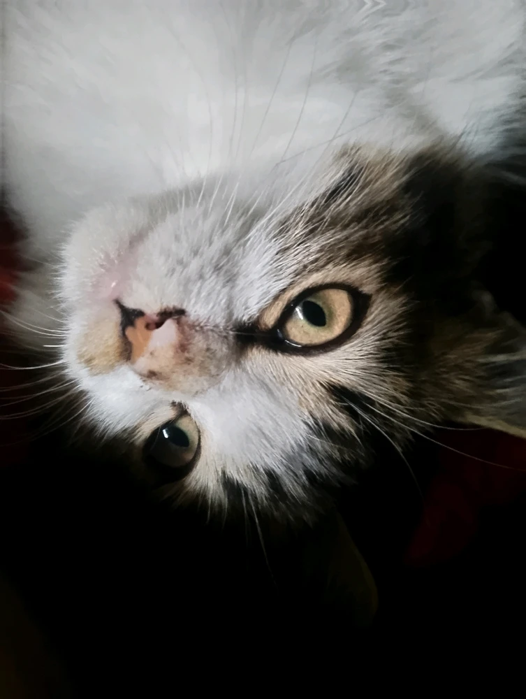 Gambar diunggah oleh Angel