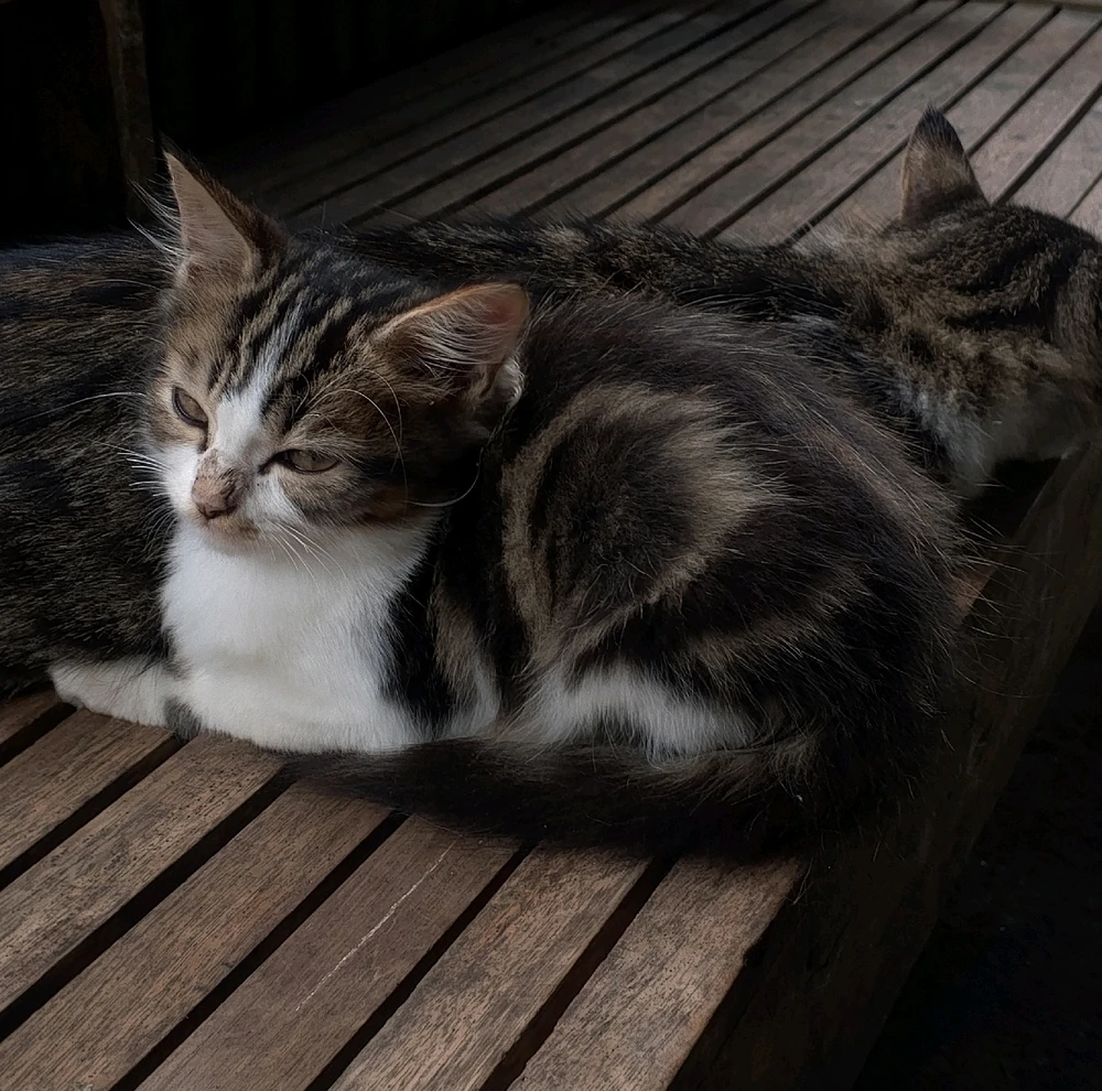 Gambar diunggah oleh Angel