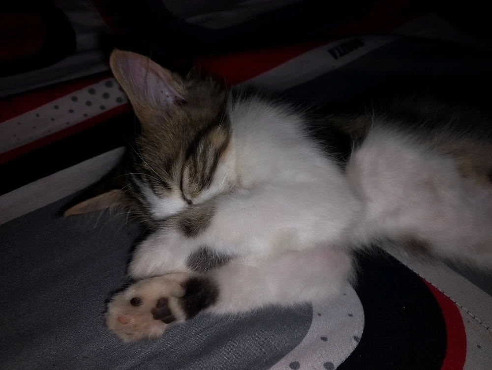 Gambar diunggah oleh Angel