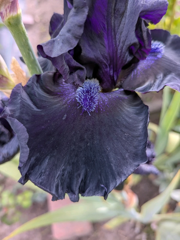 Bild hochgeladen von Hannes🌱