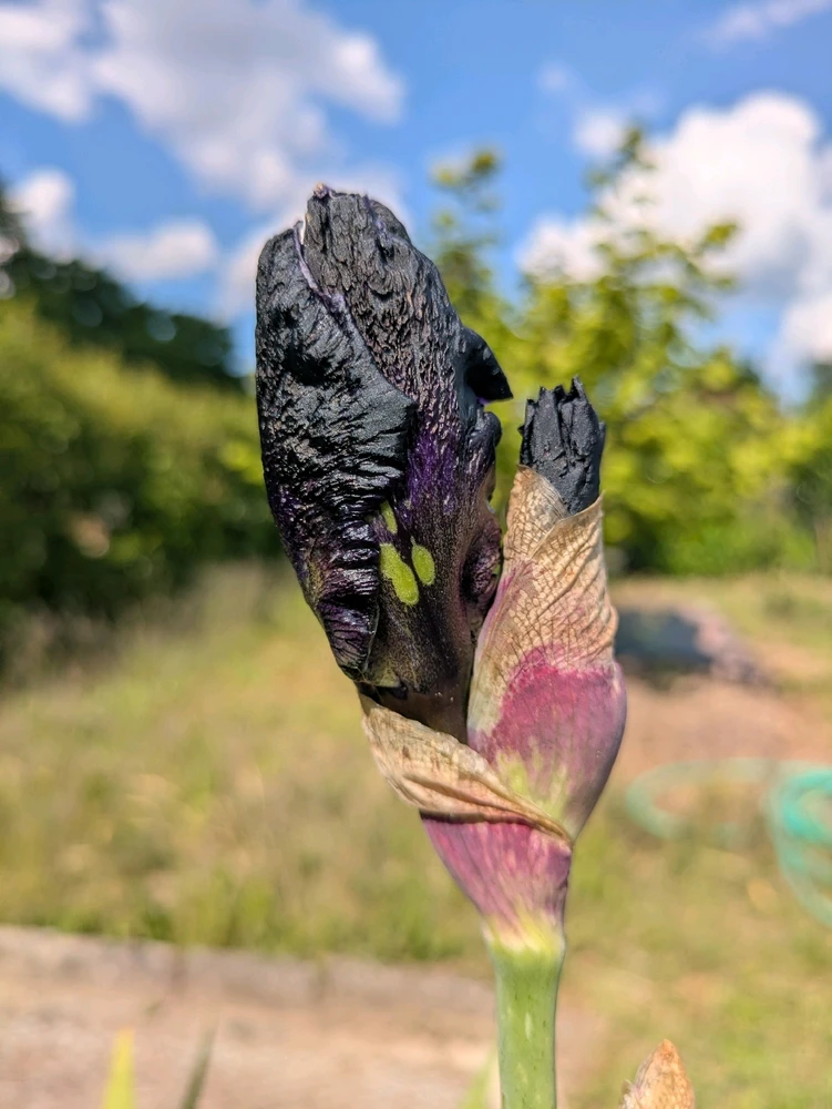 Bild hochgeladen von Hannes🌱