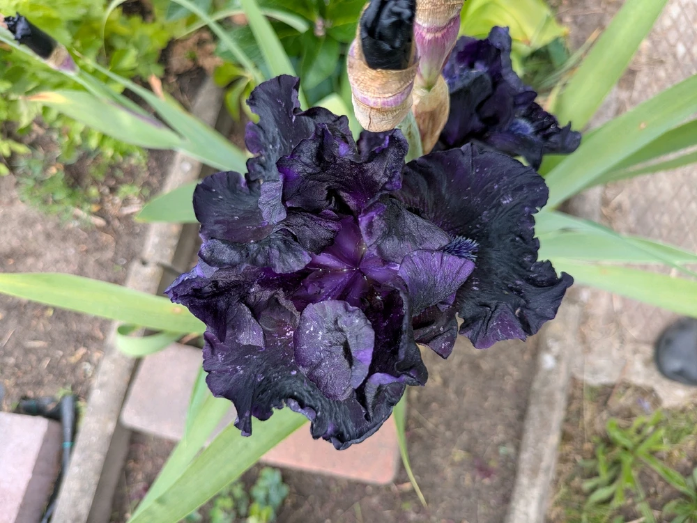 Bild hochgeladen von Hannes🌱