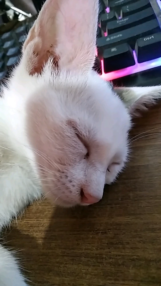 Imagen subida por Yamil