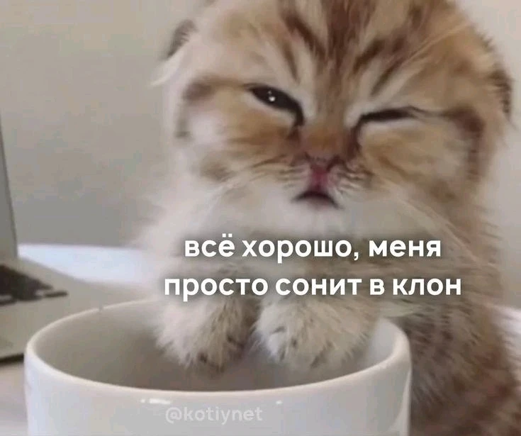 Фото загрузил Елизавета