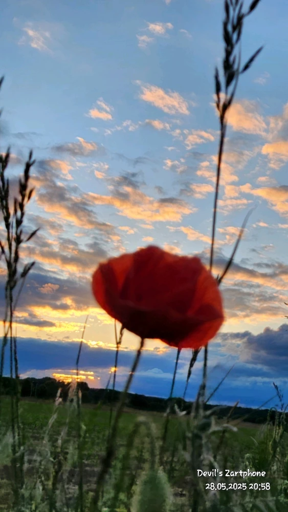 Bild hochgeladen von Devil