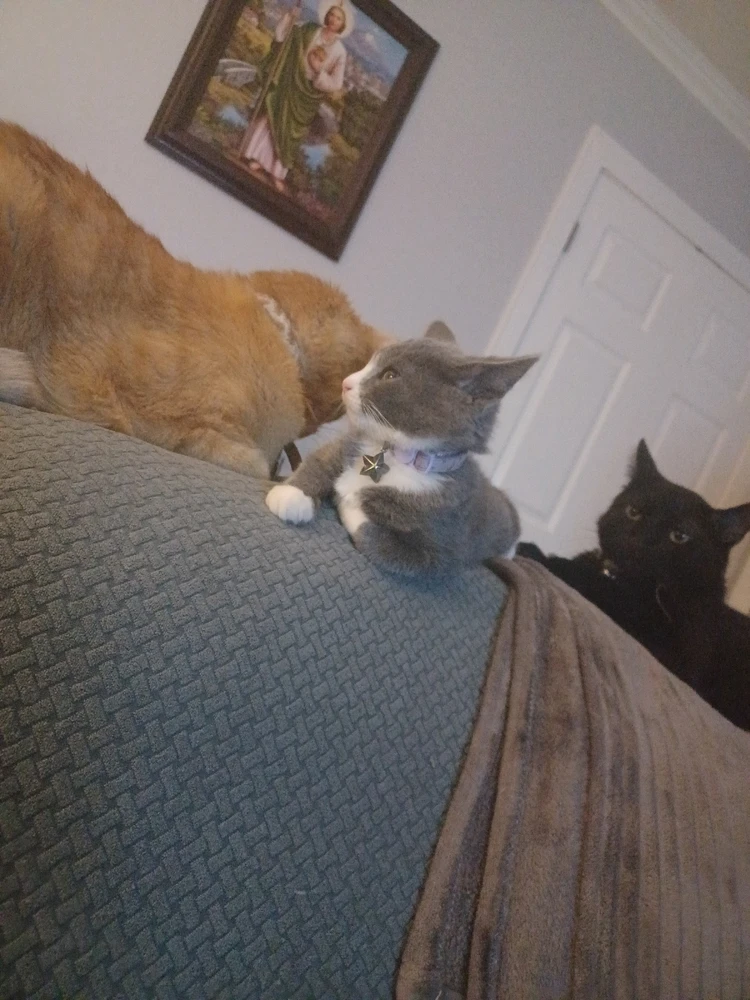 Image uploaded by Ace