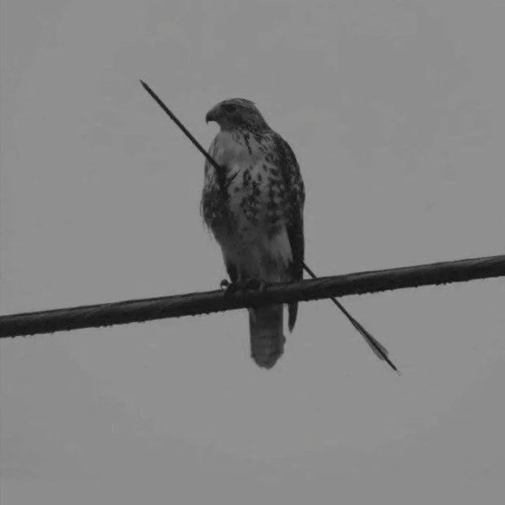 صورة رفعها كروجر