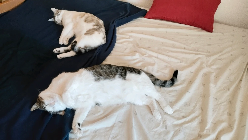 Dianaがアップロードした画像