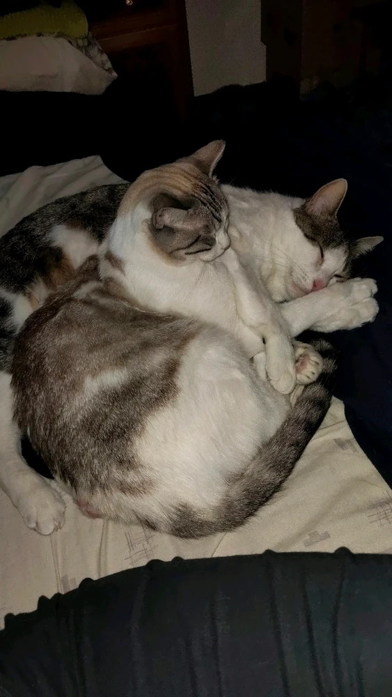 Dianaがアップロードした画像