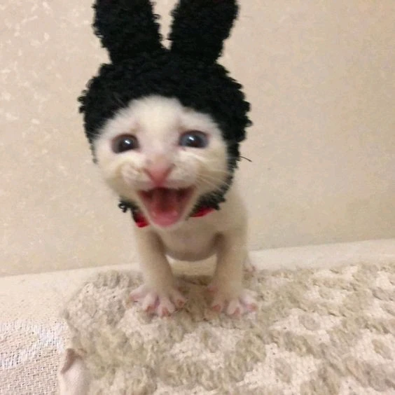 GIF enviado por - Cris 🏳️⚧️🩷