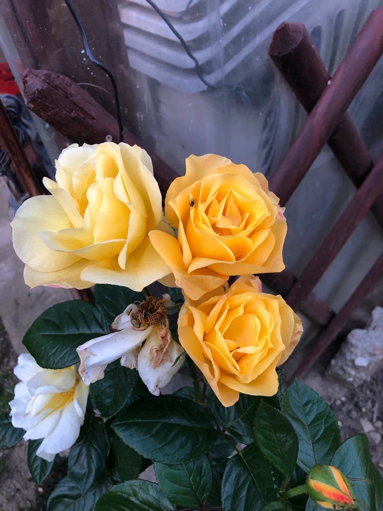 Richard Cristian által feltöltött kép