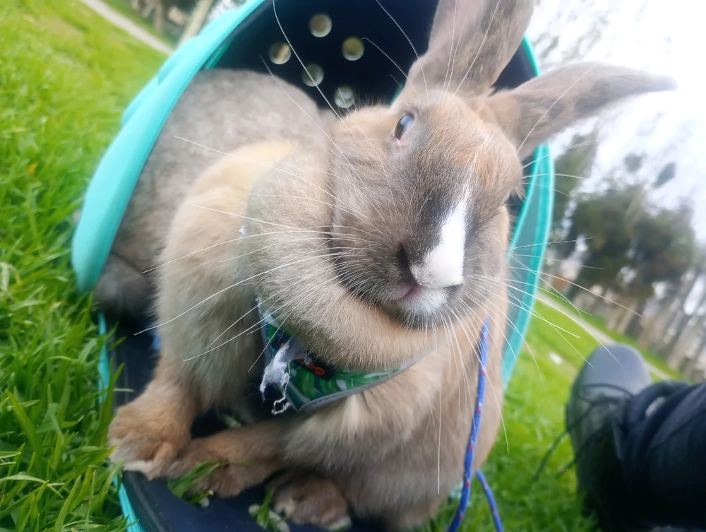 GIF subido por Ricardo