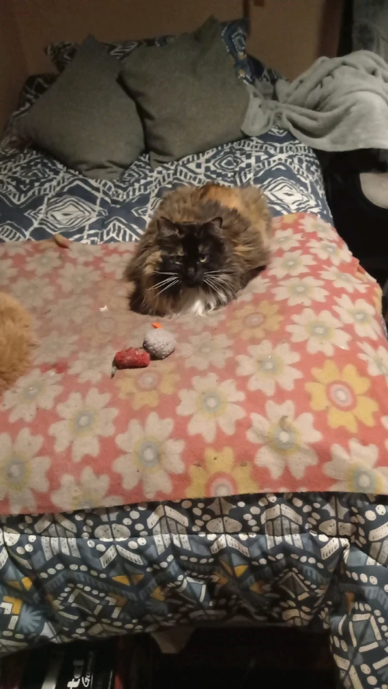 Imagen subida por Felipe Burgos