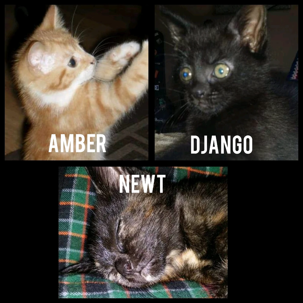 Gambar diunggah dening Joshua