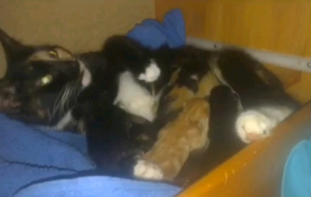 Gambar diunggah dening Joshua